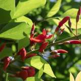 ...con fiori rosso vivo che ricordano la cresta di un gallo